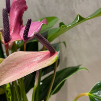 Anthurium Kokedama