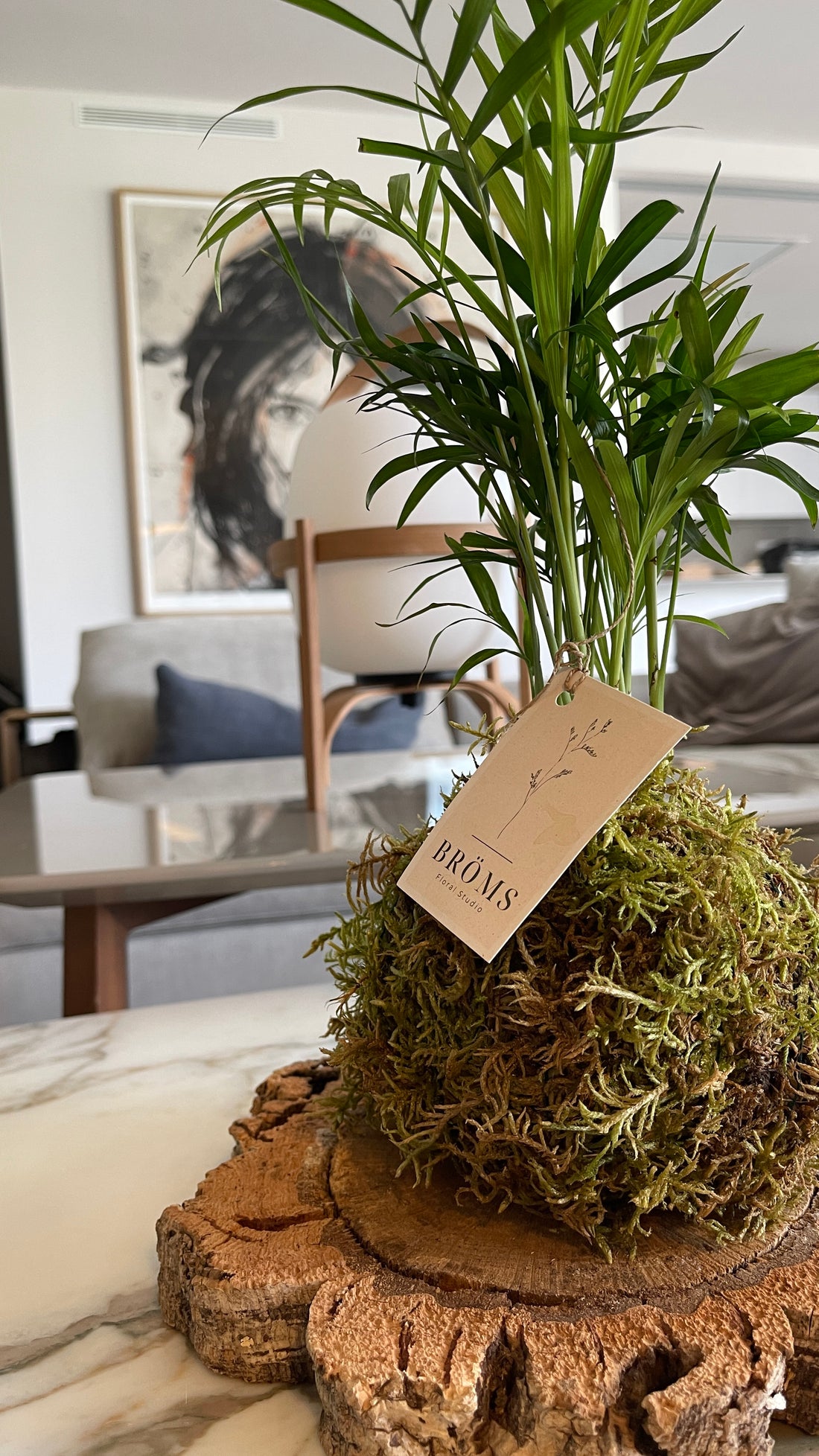 Chamaedorea Kokedama