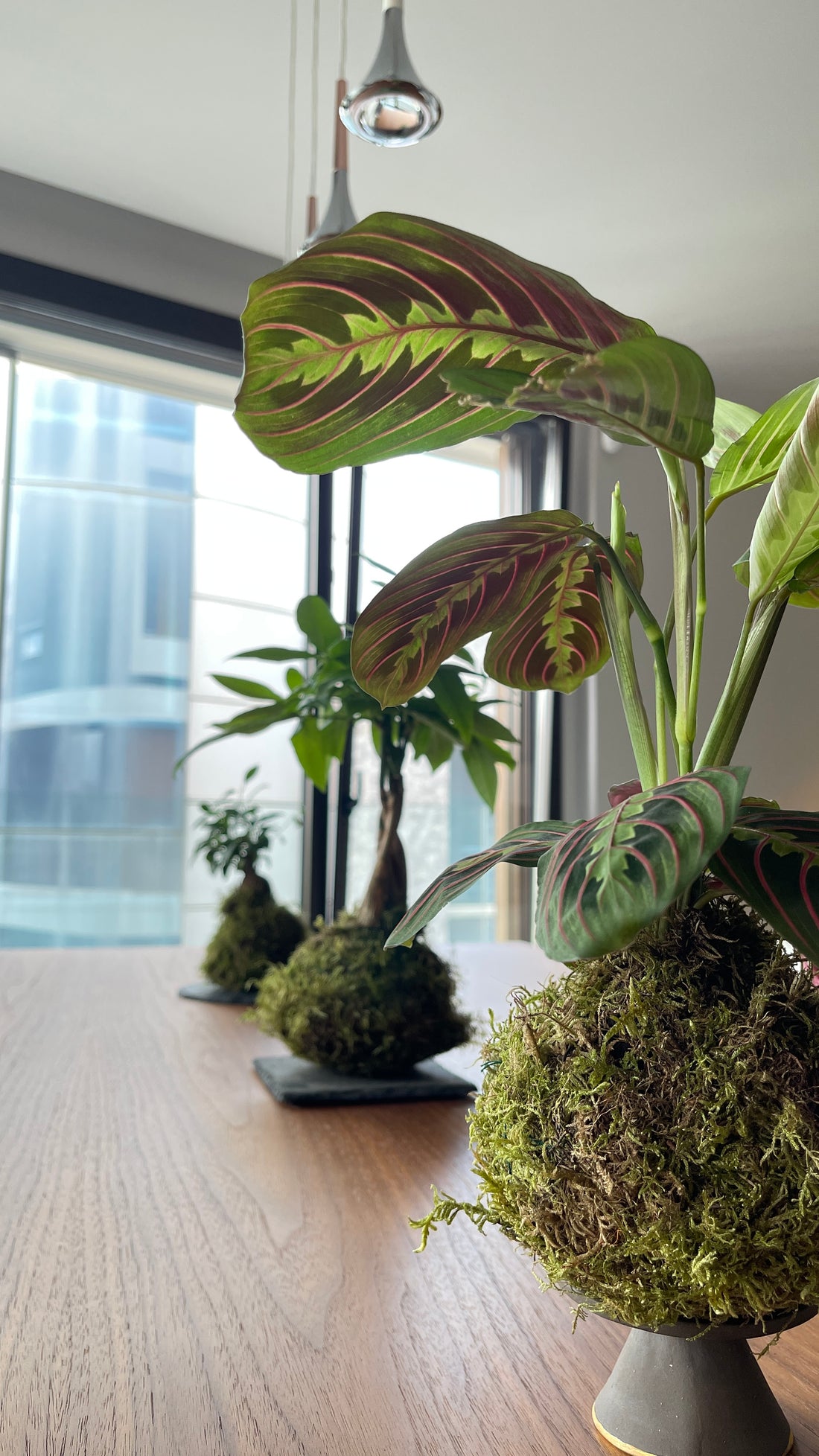 Maranta Kokedama
