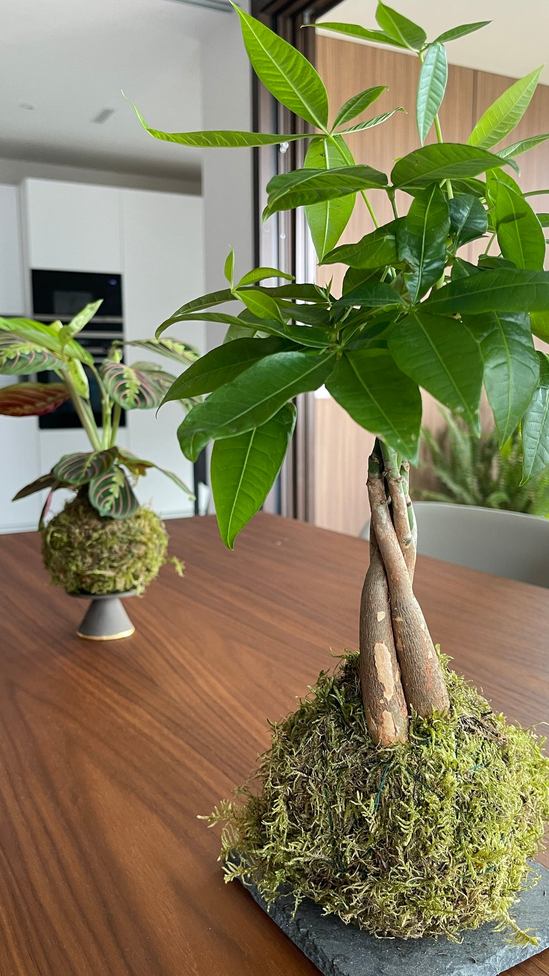 Pachira Kokedama
