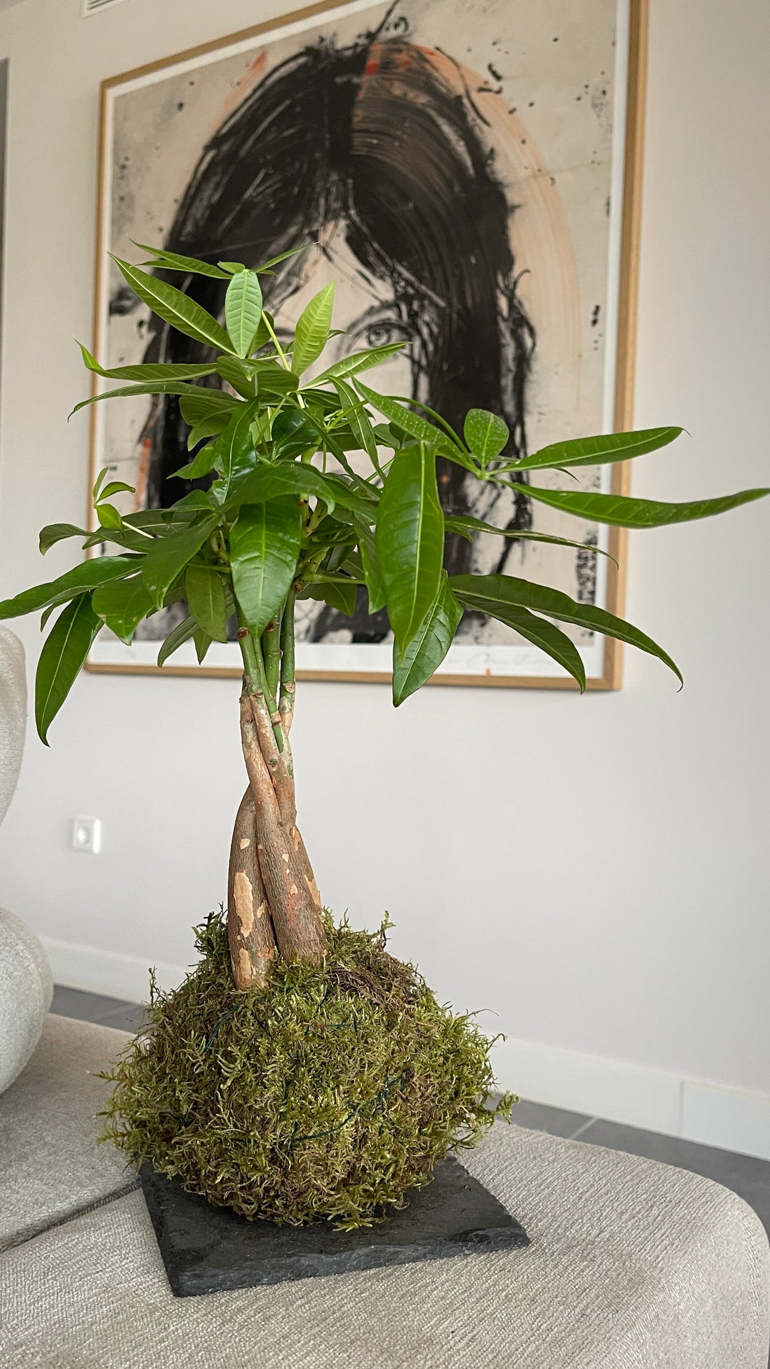 Pachira Kokedama
