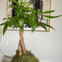 Pachira Kokedama