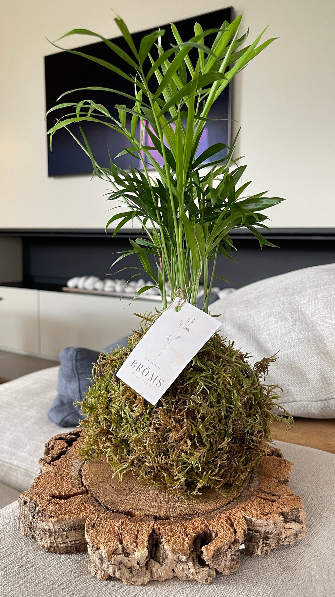 Chamaedorea Kokedama