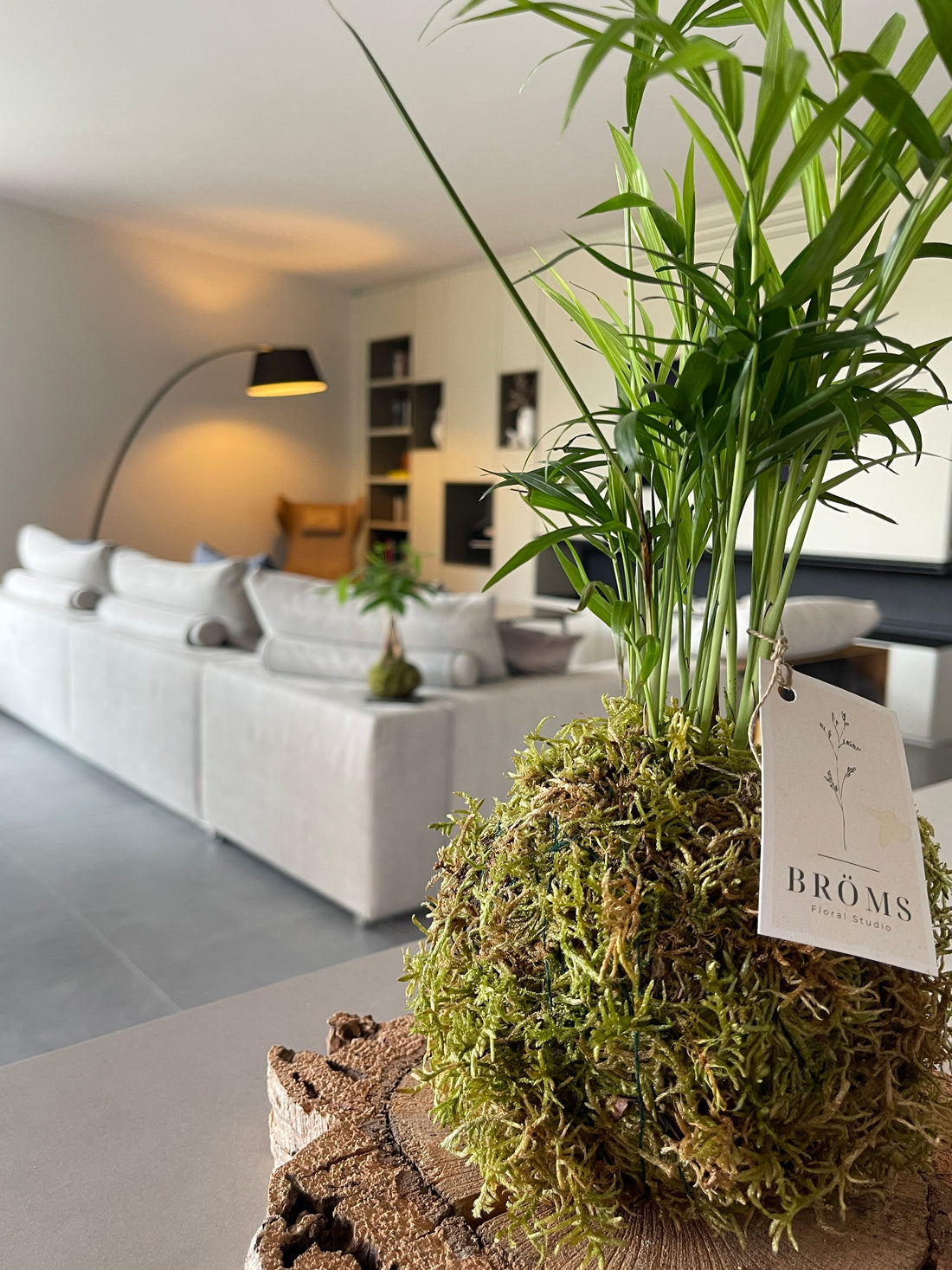 Chamaedorea Kokedama