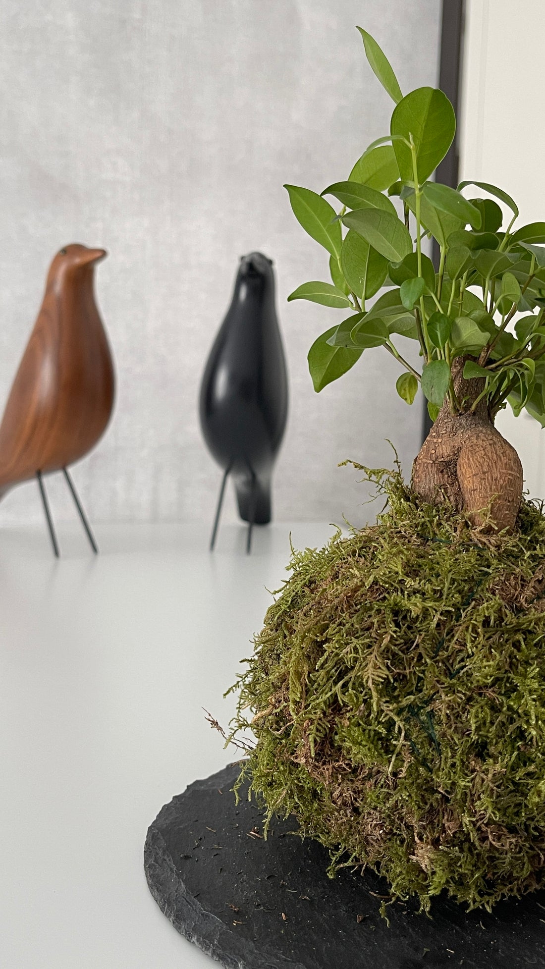 Mini Ficus Ginseng Kokedama
