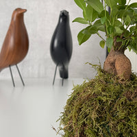 Mini Ficus Ginseng Kokedama