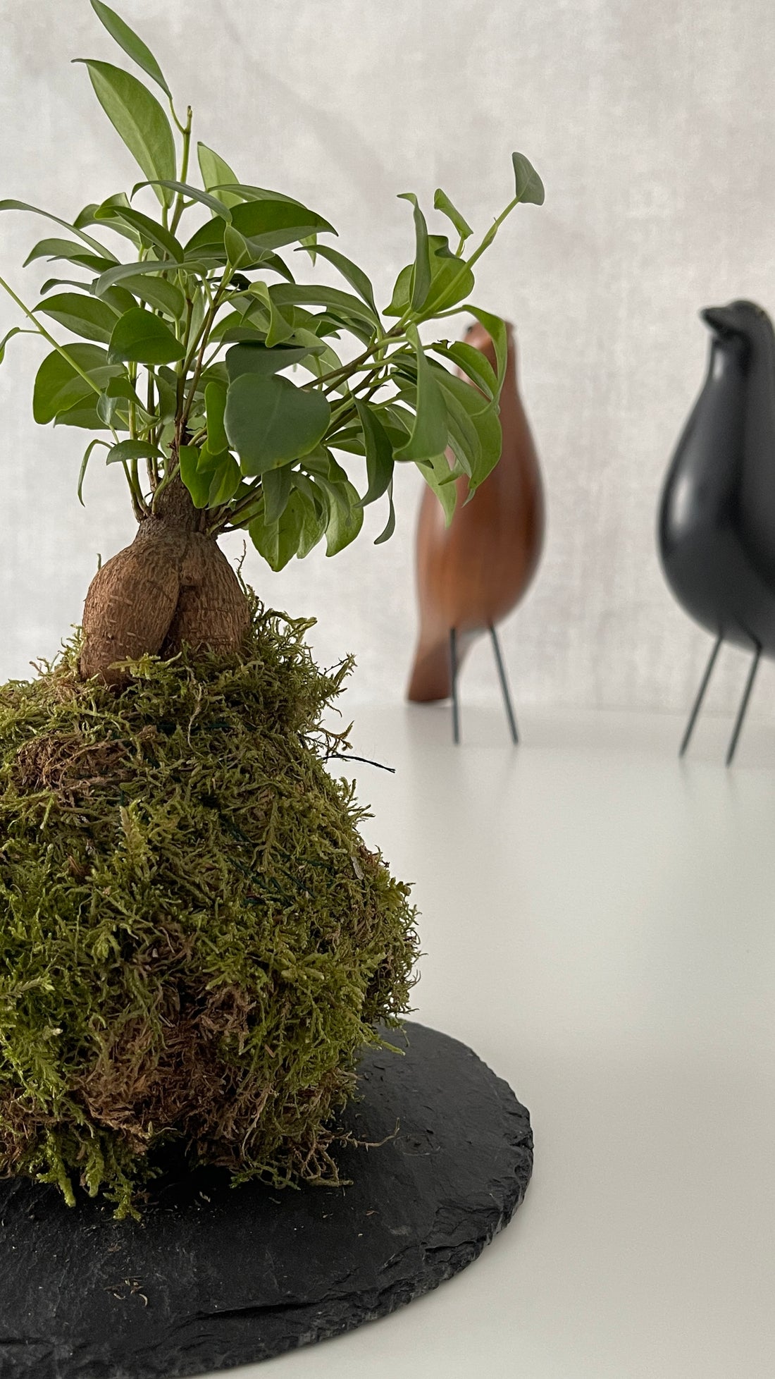 Mini Ficus Ginseng Kokedama