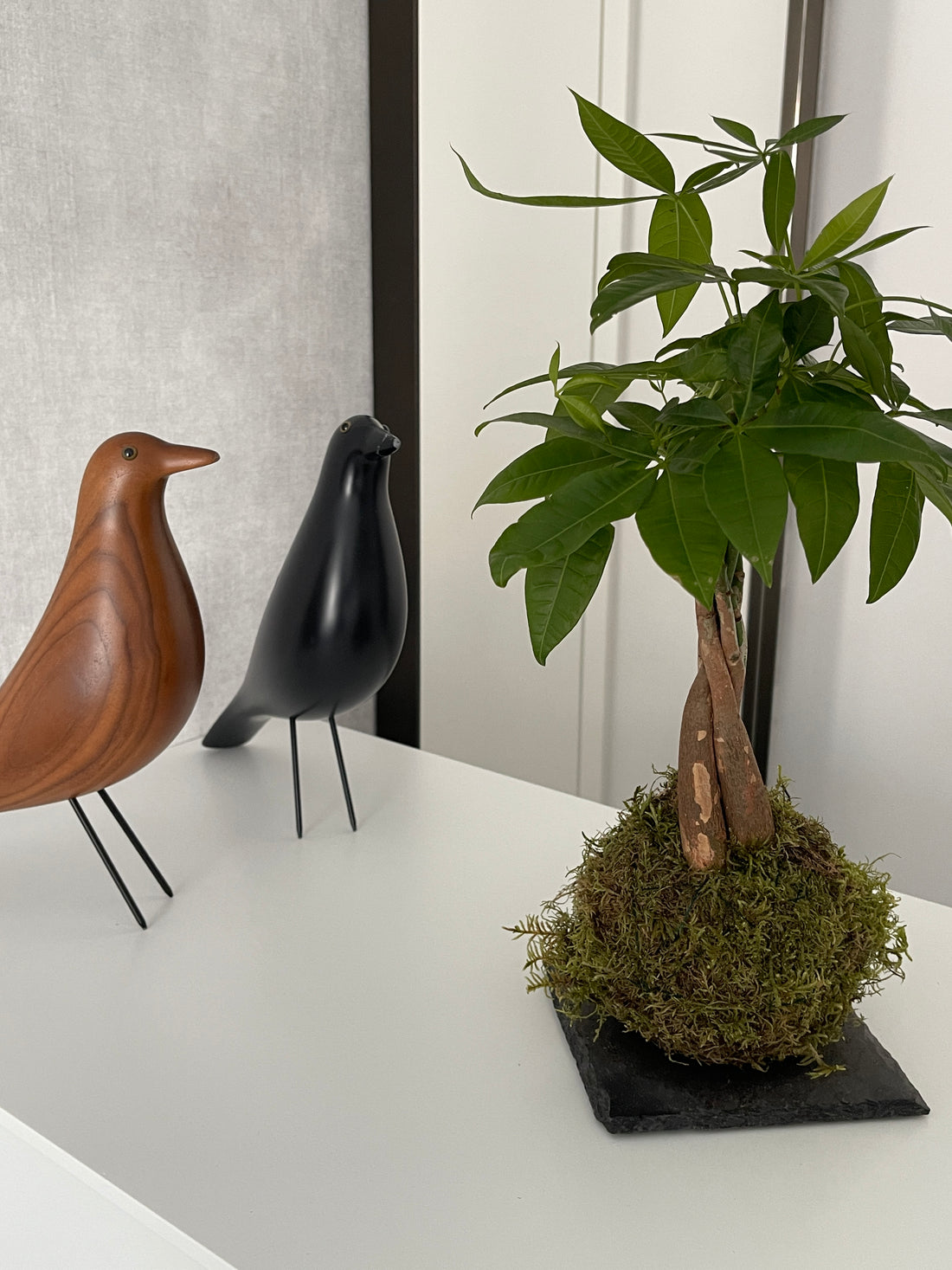Pachira Kokedama