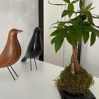 Pachira Kokedama