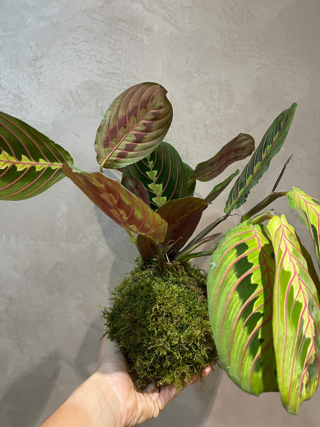 Maranta Kokedama