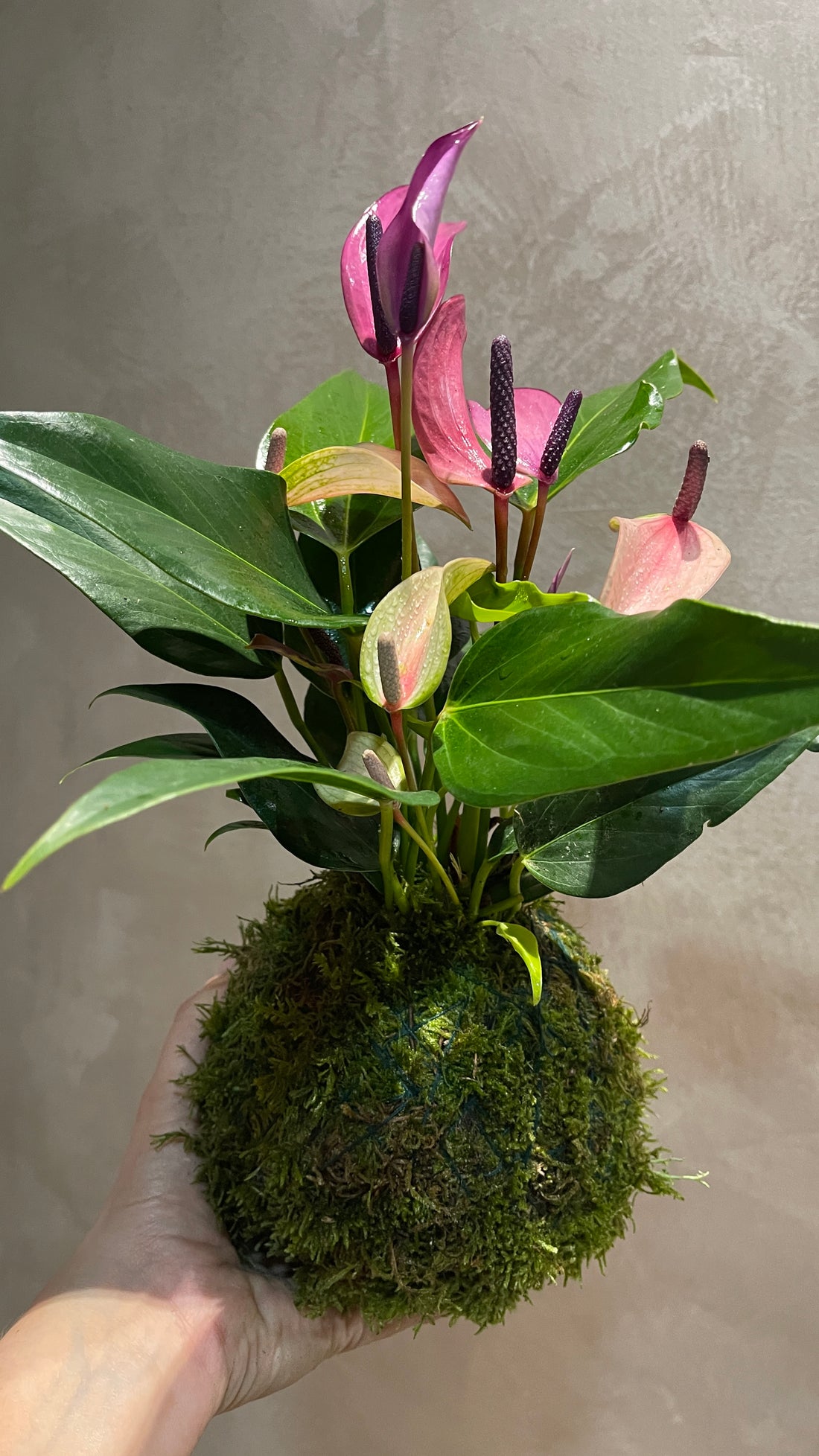 Anthurium Kokedama