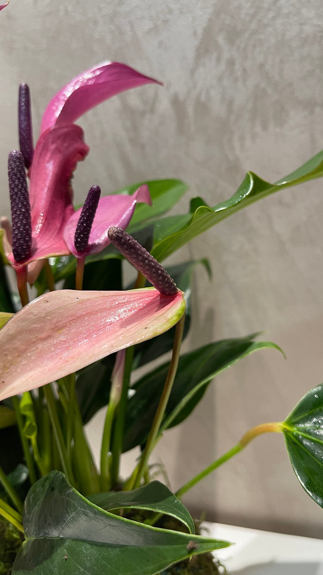Anthurium Kokedama