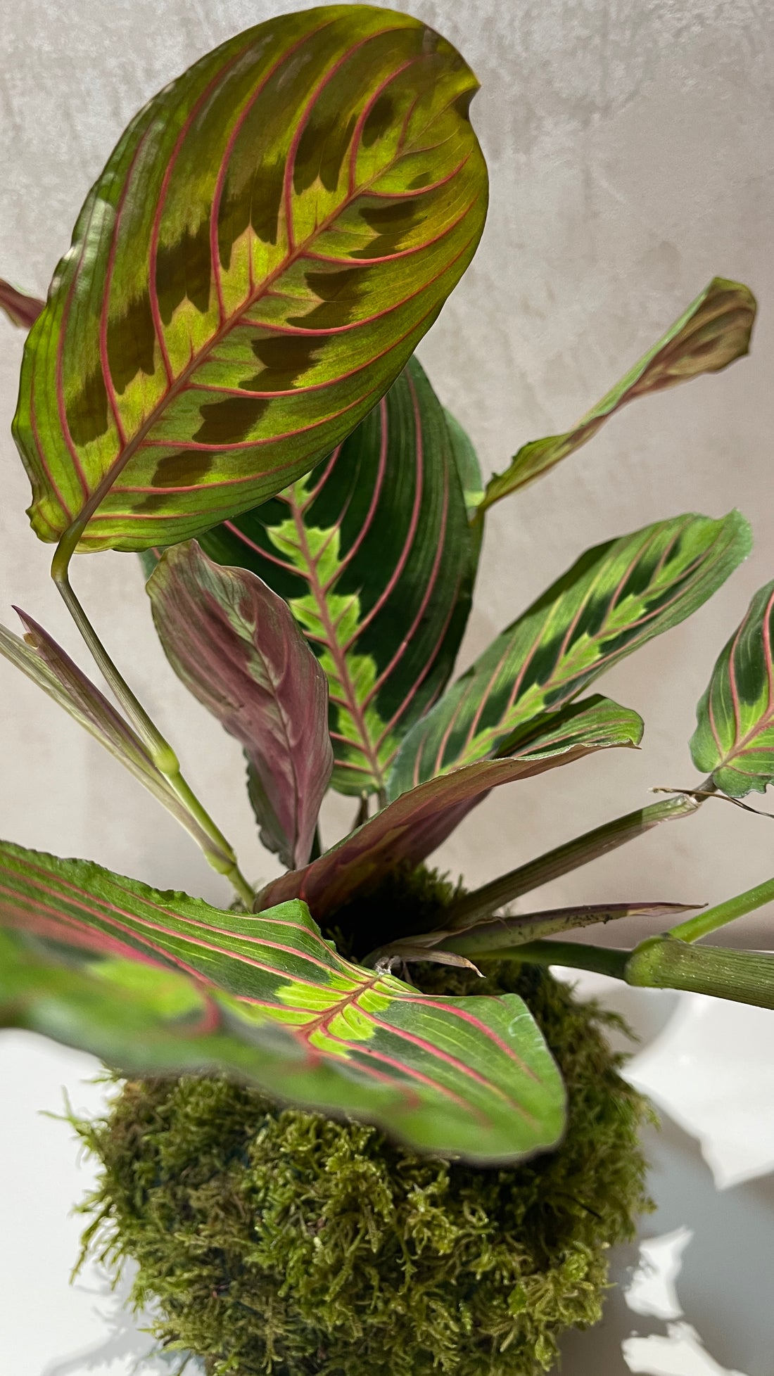 Maranta Kokedama