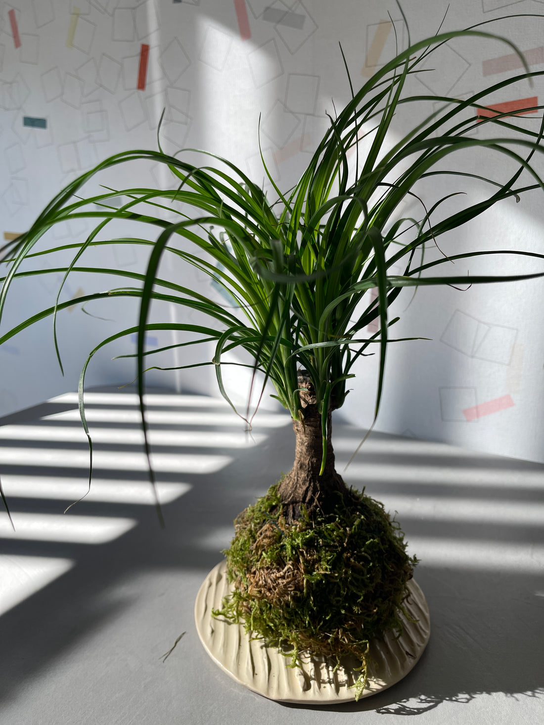 Baucarnea Kokedama