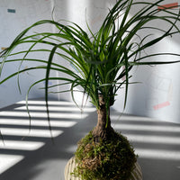 Baucarnea Kokedama