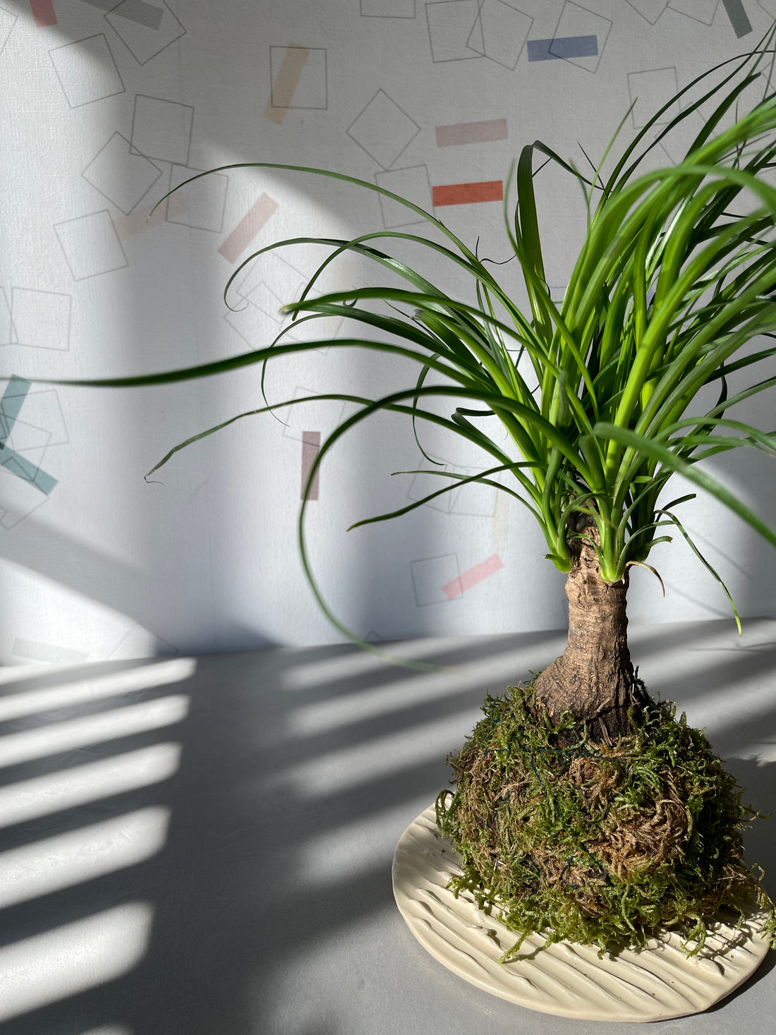Baucarnea Kokedama