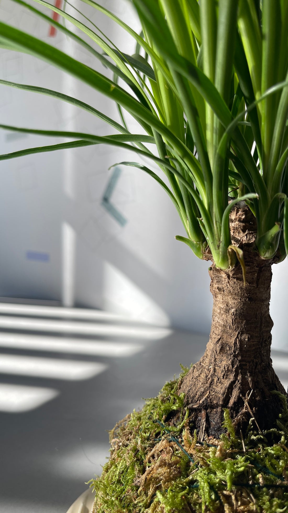 Baucarnea Kokedama