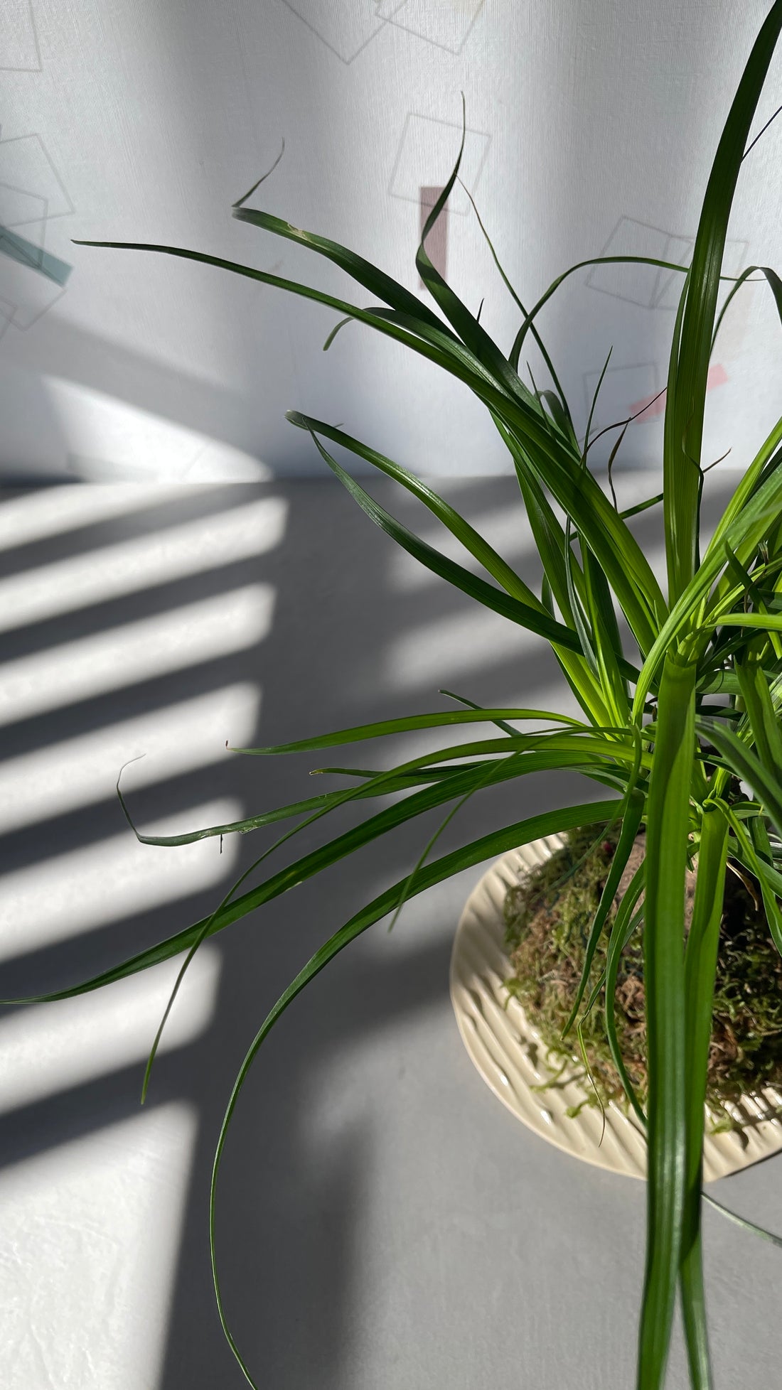 Baucarnea Kokedama