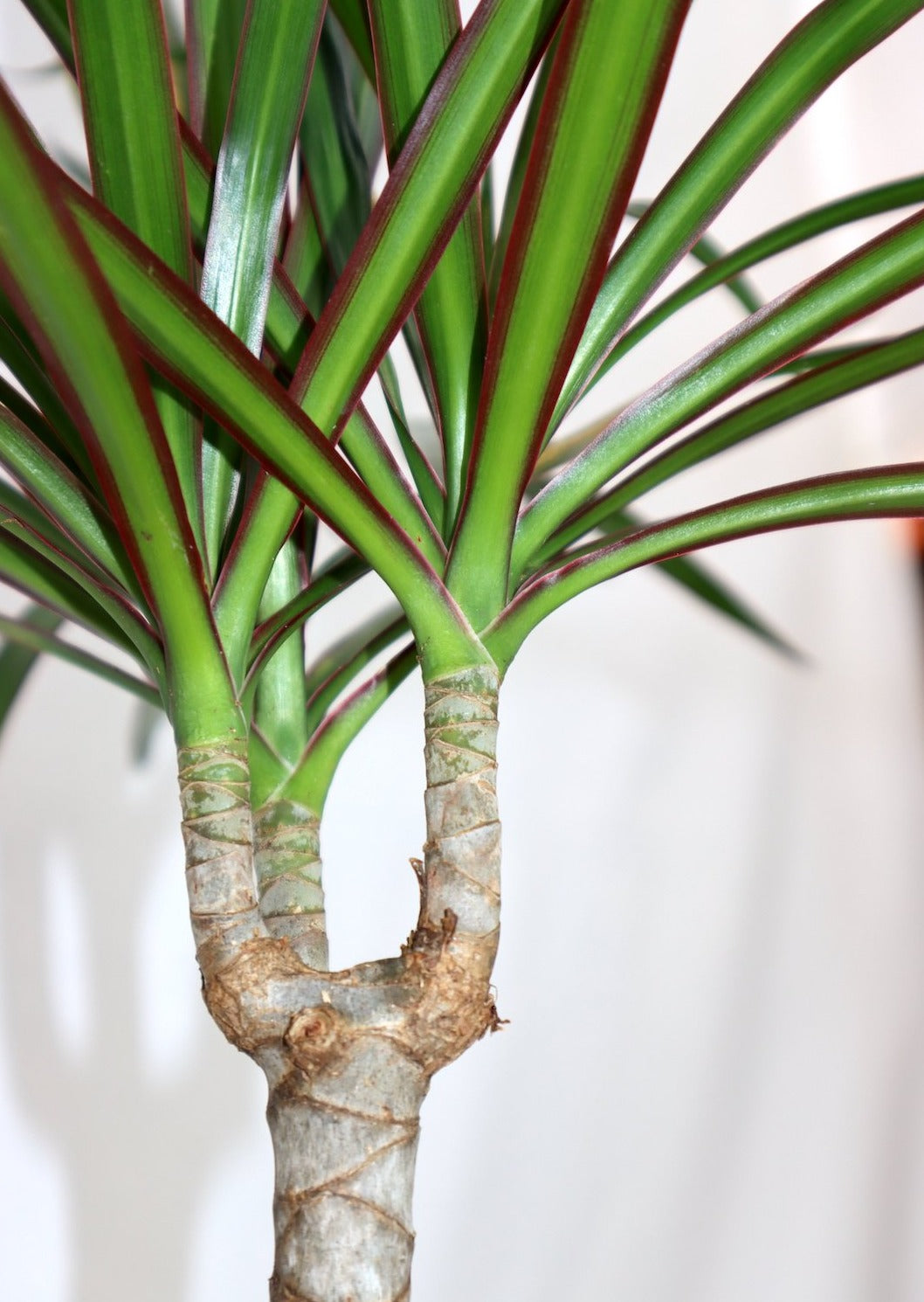 Marginata Kokedama