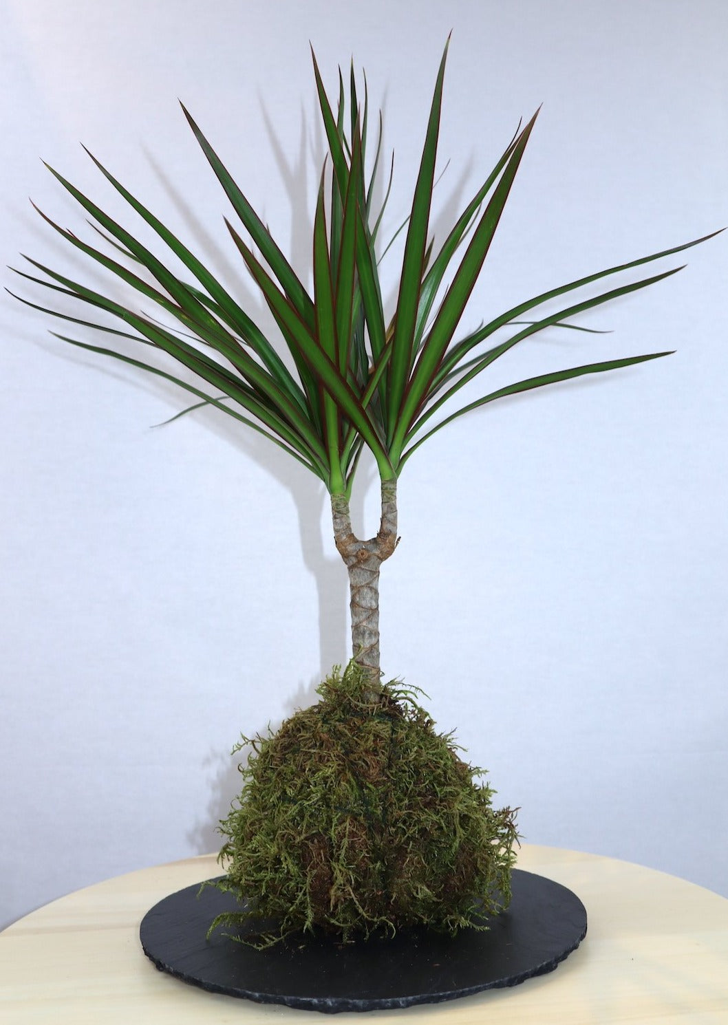 Marginata Kokedama