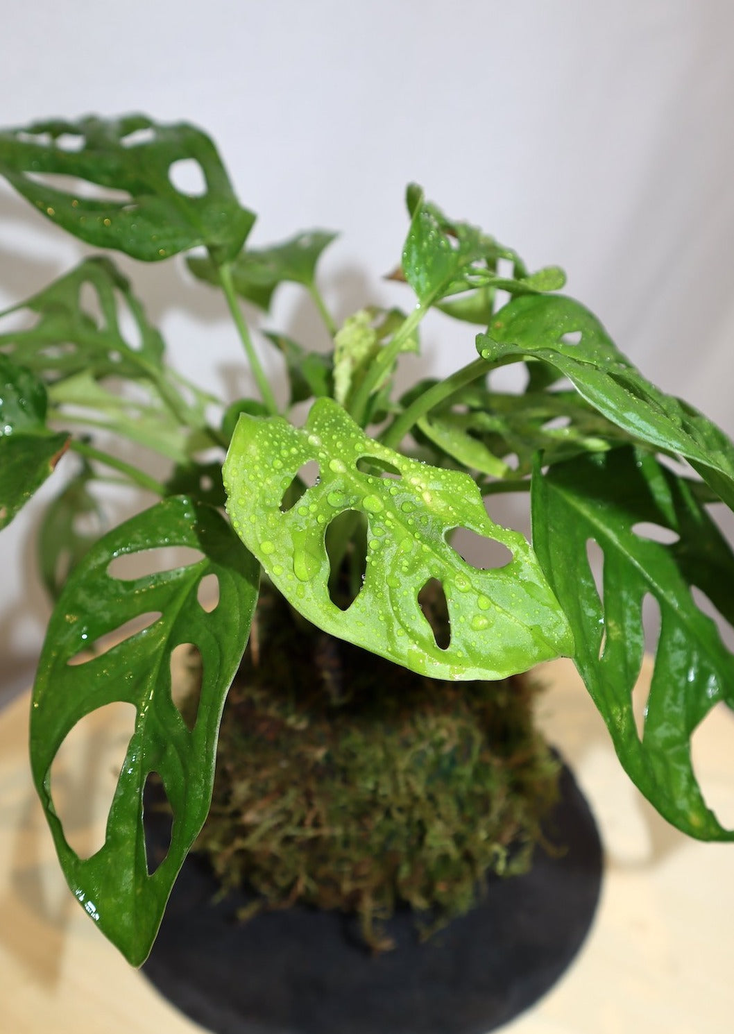 Monstera Kokedama
