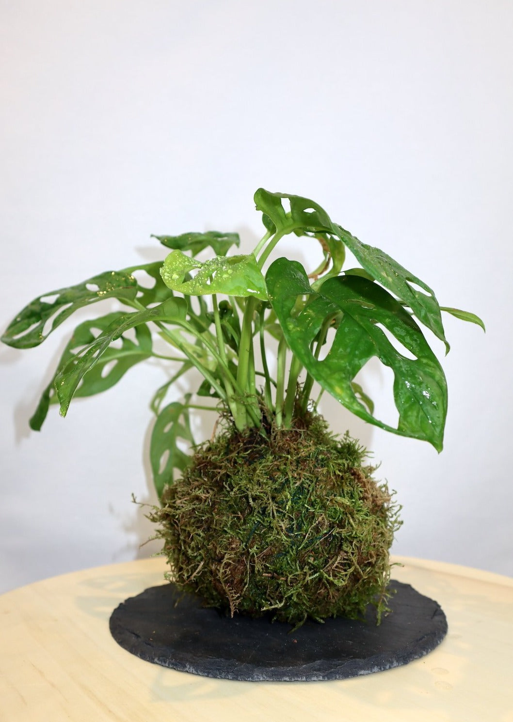 Monstera Kokedama